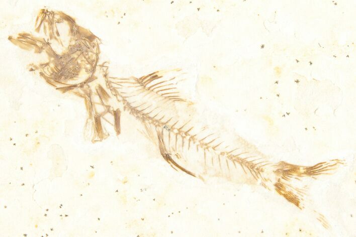 Bargain, Fossil Fish (Amphiplaga) - Uncommon Species #357531